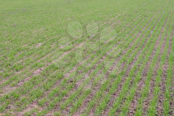 Spring winter wheat field. Shoots of wheat in a field on the ground. Cultivation of cereals.