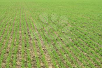Spring winter wheat field. Shoots of wheat in a field on the ground. Cultivation of cereals.