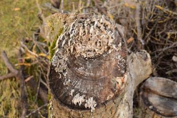Plate mushrooms on a tree stump. Mushrooms feed on decaying wood.