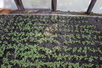 Seedlings in the greenhouse. Growing of vegetables in greenhouses