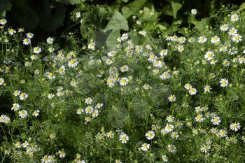 Flowering chamomile in the garden. Medicinal chamomile.