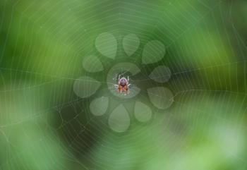 Small spider in his web of Araneus. Lovcen spider network.