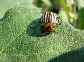 The Colorado beetle sits on a potato leaf and eats.