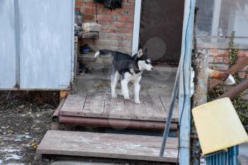 young husky dog standing at the door.