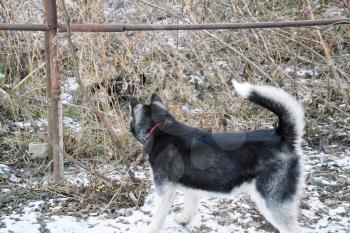 young husky dog standing by a fence from the grid.