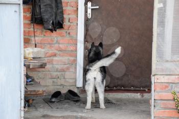 young husky dog standing at the door.