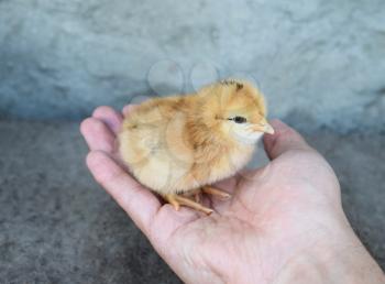 Chicken in a palm. Cultivation of domestic hens.