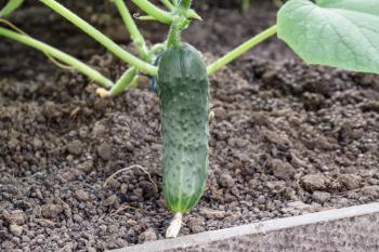 Seedlings cucumbers. The cultivation of cucumbers in greenhouses. Seedlings in the greenhouse. Growing of vegetables in greenhouses