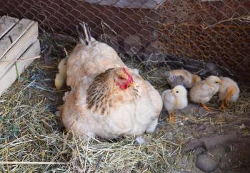 Chicken mother with chickens. Poultry in individual hen house.