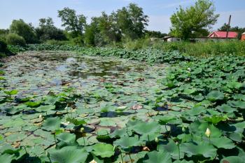 Pond with lotuses. Lotuses in the growing season. Decorative plants in the pond.