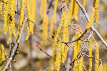Pollination by bees earrings hazelnut. Flowering hazel hazelnut. Hazel catkins on branches