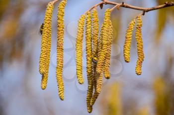 Pollination by bees earrings hazelnut. Flowering hazel hazelnut. Hazel catkins on branches