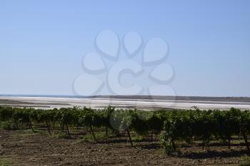 Vineyards near the salt lake. Landscape of grape plantation.