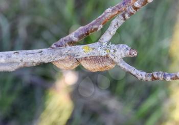 Ootheca mantis on the branches of a tree. The eggs of the insect laid in the cocoon for the winter are laid.