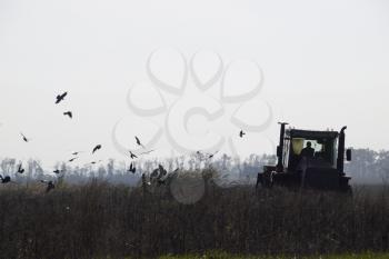 Tractor plowing a field and crows flying around him in search of food.