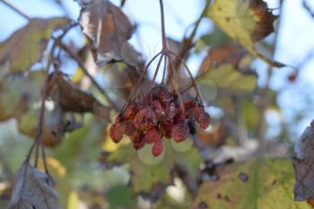 Dried berries of a viburnum on a branch. Maple in summer