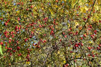 rosehip berries on the bush. Autumn berries.