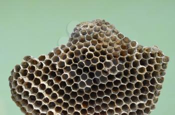 Wasp nest with honey. Wasp honey