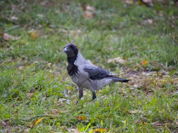 Hooded crow on the grass. A bird of the family Corvidae.