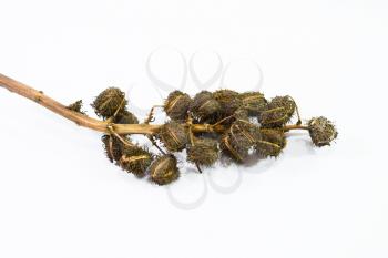 Castor seeds on a white background. The plant is used to make castor oil.
