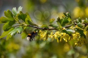 Bumblebee on the flowers of golden currant. Plant pollination by insects.