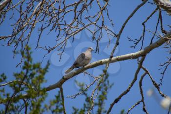 Turtledove on a branch of a silver poplar. Spring bird flights.