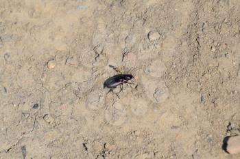 Predatory beetle running through the grounds. Beetle hunting.