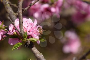 Pollination of flowers by bees peach. White pear flowers is a source of nectar for bees. Pollination of fruit trees.