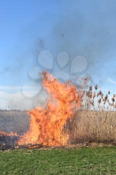 Burning dry grass and reeds. Cleaning the fields and ditches of the thickets of dry grass.