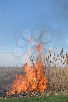 Burning dry grass and reeds. Cleaning the fields and ditches of the thickets of dry grass.