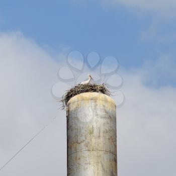 Stork on a roof of a water tower. Stork nest.