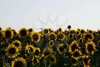 field of blooming sunflowers on a background sunset