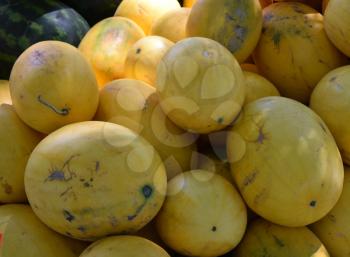 Yellow fresh watermelon. The harvest from the fields.