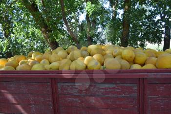 Yellow watermelon in the cart. The harvest from the fields.