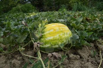 The growing water-melon in the field. Cultivation of melon cultures.