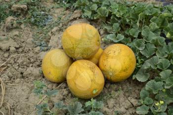 Melons, plucked from the garden, lay together on the ground. Ripe melon new crop.