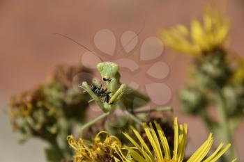 The female praying mantis devouring wasp. The female mantis religios. Predatory insects. Huge green female mantis.