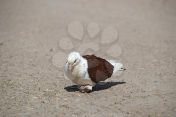 Purebred white-brown pigeon. Dove on asphalt pecks seeds.