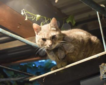 Smoky the cat in light of an incandescent lamp. Pets in the private courtyard.