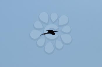 Bird snipe. A black silhouette of a bird against the sky.