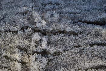 Hoarfrost on tree trunk surface. Winter morning dew and freezing.
