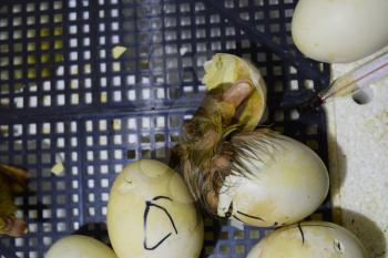 Hatching of eggs of ducklings of a musky duck in an incubator. Cultivation of poultry.