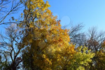Fraxinus excelsior with the turned yellow leaves. Autumn landscape.