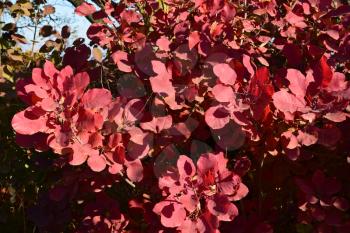 Autumn red color of leaves of cotinus coggygria. Paints of fall.