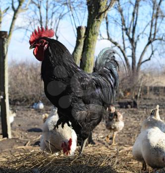 Black young cock. Content in backyard chicken farm.