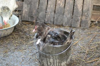 Musky duck bathes in a bucket of water. The maintenance of musky ducks in a household.