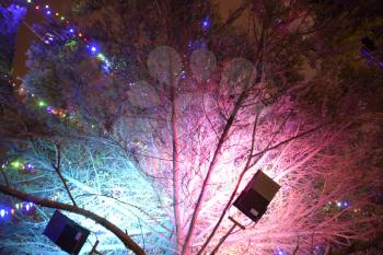 Lighting the Christmas tree inside. Night Christmas toys. Dressed Christmas tree on the street.