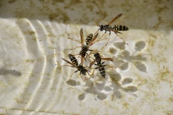 Wasps Polistes drink water. The ability of wasps Polistes not sink in water.
