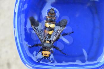 Megascolia maculata. The mammoth wasp. Wasp Scola giant circle in the water.