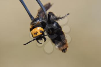 Megascolia maculata. The mammoth wasp. Wasp on Scola giant tweezers.